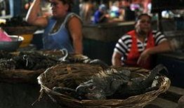 尼加拉瓜吃美食,探寻加勒比风情与拉美风味的完美融合