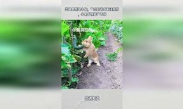 不停吃瓜的兔子图片,兔子吃瓜不停，萌态十足