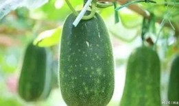 五月吃一瓜,五月瓜香满园时