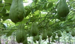 家里种的佛手瓜可以吃吗,美味与健康的绿色选择