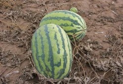 吃瓜小院,揭秘娱乐圈背后的故事与真相