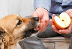 热心吃瓜狗狗图片大全