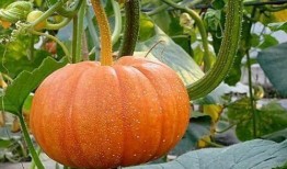 桔瓜南瓜怎么吃,创意烹饪指南