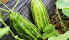 青皮瓜怎么吃,解锁清新口感新体验