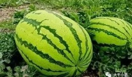 家庭吃瓜系统