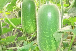 埋头吃瓜照片大全,聚焦那些埋头吃瓜的精彩瞬间