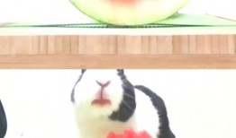 吃瓜少年兔兔子,吃瓜少年兔兔子的趣味生活点滴