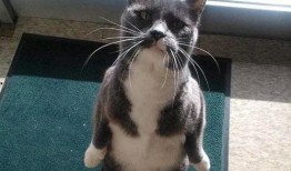 带你吃瓜猫绘,带你领略“带你吃瓜猫绘”的独特魅力