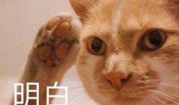 吃瓜好奇宝宝视频,视频背后的趣味故事