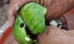 吃瓜黑色头像,揭秘吃瓜黑色头像背后的故事