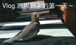 鹦鹉吃瓜的技巧,轻松掌握瓜果美味新技巧