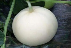 孕妇可不可以吃梨瓜,营养与安全的双重保障