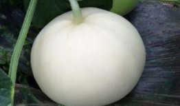 孕妇可不可以吃梨瓜,营养与安全的双重保障