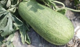 夏天吃的哪些瓜,盘点消暑解渴的时令瓜类