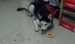 二哈身残志坚吃瓜,逆境中的欢乐生活