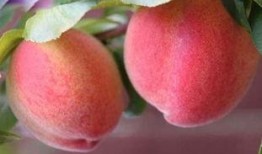 桃子吃瓜图片,一场视觉盛宴