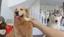 小狗可以吃生瓜嘛,生瓜是否适合宠物犬食用？