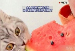 猫吃的瓜,瓜果飘香，猫咪的味蕾盛宴