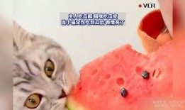 猫吃的瓜,瓜果飘香，猫咪的味蕾盛宴