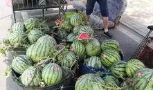 金乡孙庄吃瓜事件