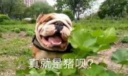 吃瓜斗牛犬,揭秘宠物界的“网红”现象