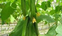 金乡孙庄吃瓜事件