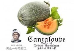 吃瓜群众果咖,揭秘娱乐圈幕后故事