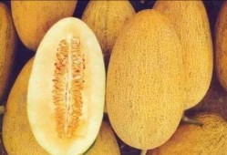 吃货正确吃哈密瓜方式,解锁吃货的正确吃瓜之道