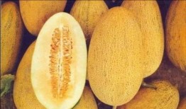 吃货正确吃哈密瓜方式,解锁吃货的正确吃瓜之道