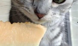 猫吃的瓜,瓜果飘香，猫咪的味蕾盛宴