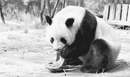 吃瓜萌萌哒,揭秘娱乐圈那些萌趣瞬间