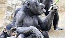 吃瓜姐猩猩,揭秘娱乐圈背后的那些事儿