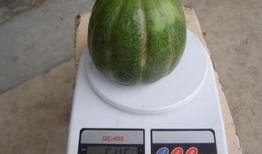 青皮瓜怎么吃,解锁清新口感新体验