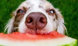 斗战神狗吃瓜,揭秘瓜田里的奇幻冒险