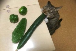 抖音吃瓜的猫,揭秘网络热点的幕后故事