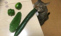 抖音吃瓜的猫,揭秘网络热点的幕后故事