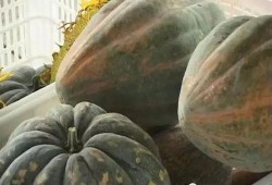 淄博范冉冉吃瓜,揭秘网络舆论背后的真相