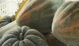 淄博范冉冉吃瓜,揭秘网络舆论背后的真相