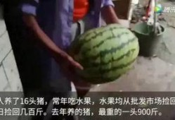 你吃瓜了吗视频,热门话题背后的真相与笑料