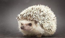 田野视频刺猬吃瓜,田野间的趣味瞬间