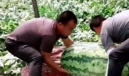 农村辛苦吃瓜视频,揭示农村生活的酸甜苦辣