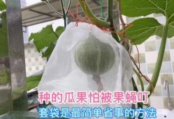 瓜老是被果蝇吃,自然界的奇妙循环