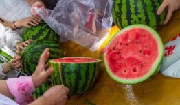 吃瓜玩具的视频,趣味互动，寓教于乐新体验