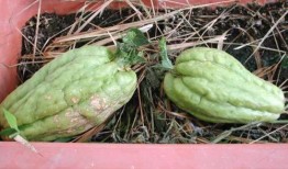 怀孕可以吃牛角瓜,牛角瓜助力健康孕育