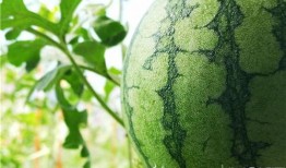 51吃瓜官方多少,揭秘娱乐圈幕后真相，带你领略明星真实生活