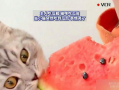 猫吃的瓜,瓜果飘香，猫咪的味蕾盛宴