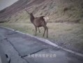 狐獴吃瓜,瓜果飘香中的欢乐时光