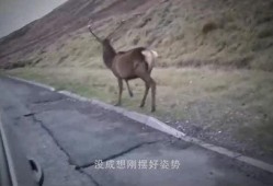 狐獴吃瓜,瓜果飘香中的欢乐时光
