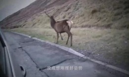 狐獴吃瓜,瓜果飘香中的欢乐时光