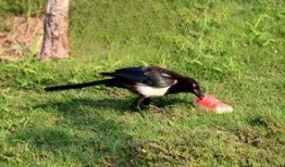 喜鹊为什么吃瓜,揭秘鸟类饮食习惯的奥秘